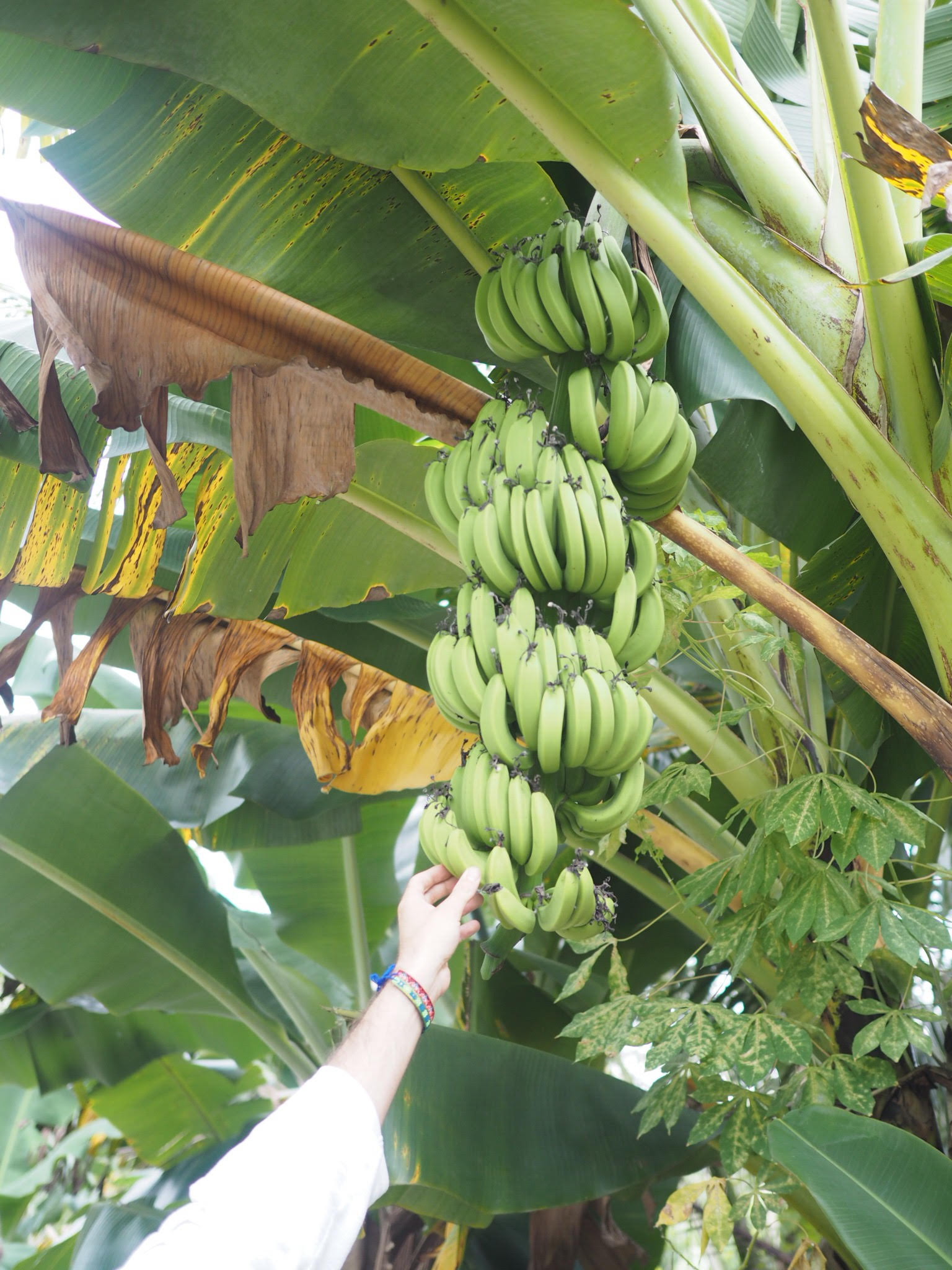 bananplantage-vietnam